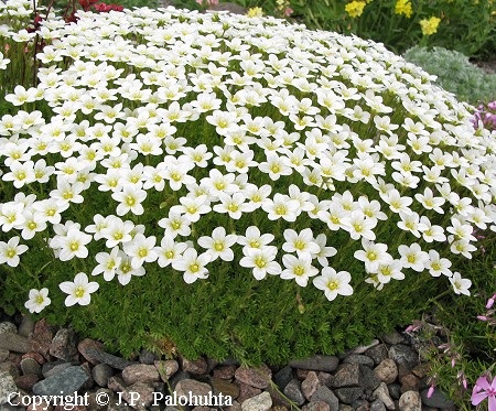  Saxifraga Arendsii-Ryhm 'Alba' patjarikko 